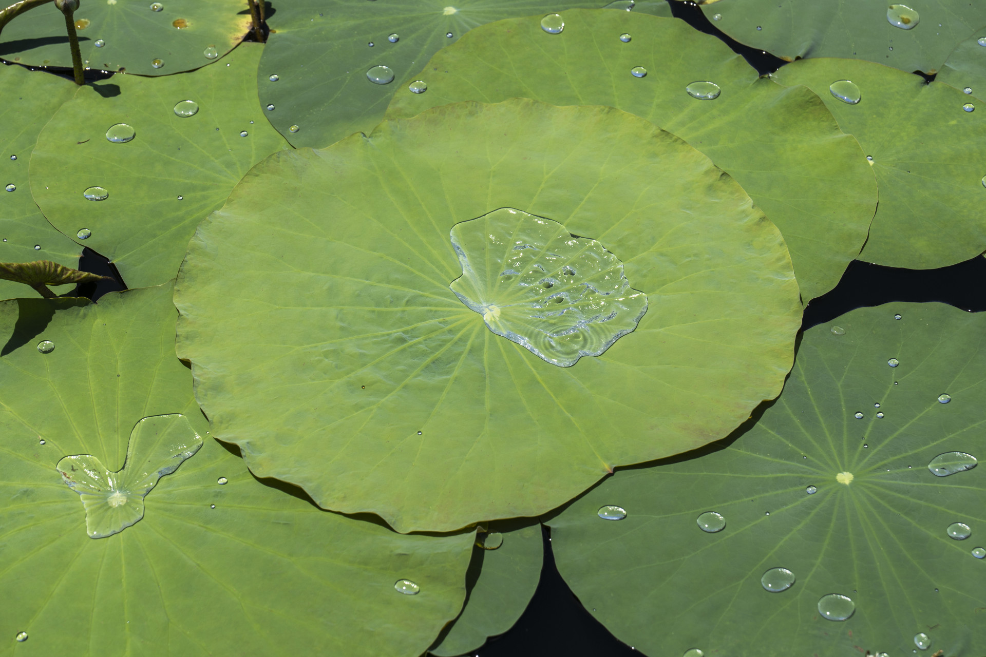 waterdrop-on-lotus