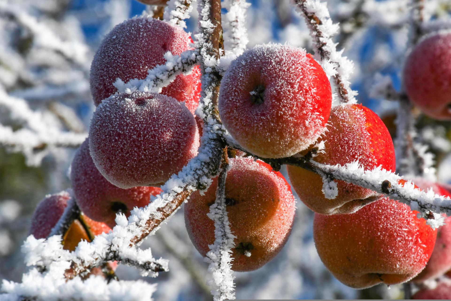 freezed-apple