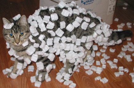 cat-styrofoam